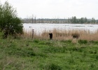 Margot Klingers : VWG vogelreis Oost Duitsland mei 2010, m.klingers